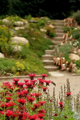Hummingbird working the flowers in the garden