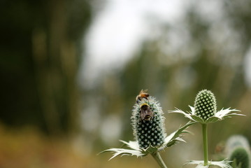 Two bees working hard