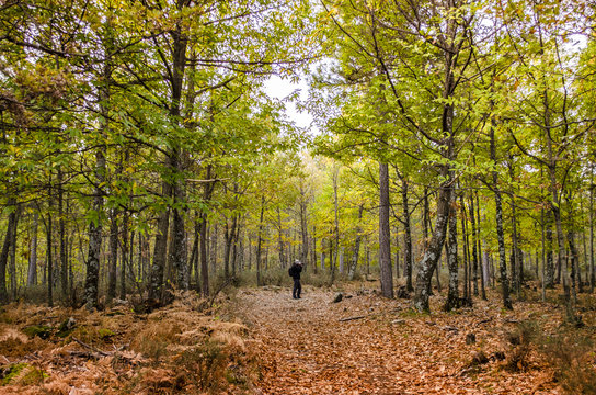 Fototapeta El fotógrafo está tomando una foto de un paisaje del otoño en el castañar de El Tiemblo, España 