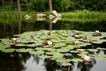 Lily pads with flowers on a pond