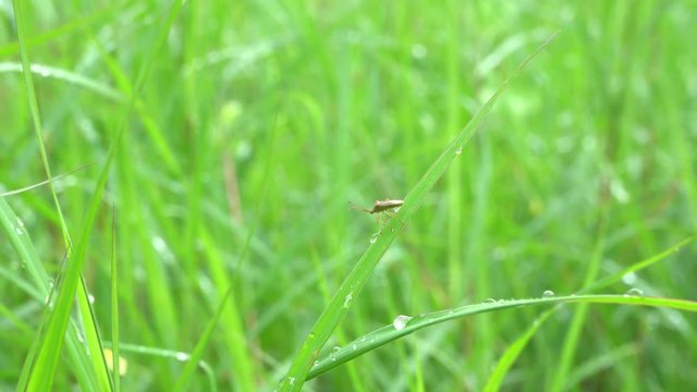 The insect on the leaf on a nature background.