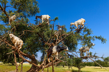 Goats on the tree in Morocoo