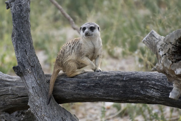 Suricato en alerta, Meerkat 
