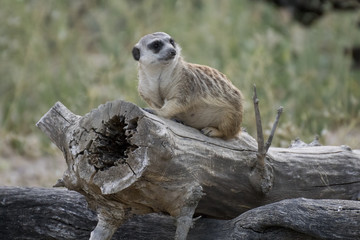 Suricato en alerta, Meerkat 