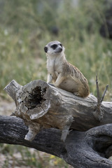 Suricato en alerta, Meerkat 