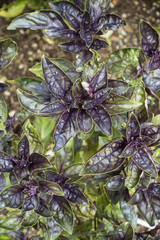 Purple Basil Plants