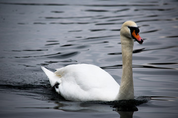A white swan swimming in a dark blue lake