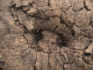 Rotten wood texture 002