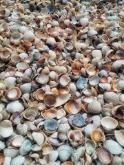 seashells mix background