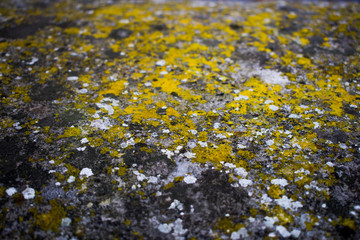 A rock with a green, mossy texture on it, close up