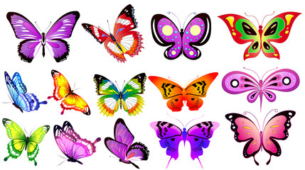 beautiful color butterflies,set, isolated  on a white