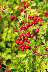 Ramas de Majuelo con Frutos Rojos