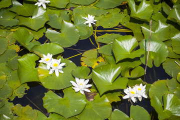 Lilypond in der Nähe von Stackpole in Wales