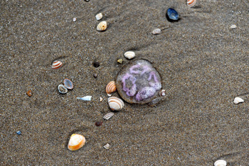 Jellyfish and various shells on the sand