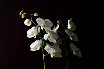 Fototapeta na wymiar White orchids on a dark background