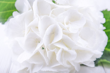 Beautiful white hydrangea or hortensia flowers. Free space