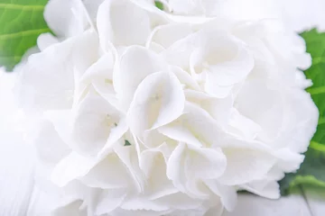 Papier Peint photo Hortensia Beautiful white hydrangea or hortensia flowers. Free space