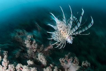 Naklejka na ściany i meble Beautiful Lionfish Spreading Out its Wings underwater in Izu, Japan