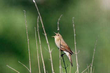 River warbler locustella fluviatilis singing on top of grass. Cute little brown loud stealthy songbird. Bird in wildlife
