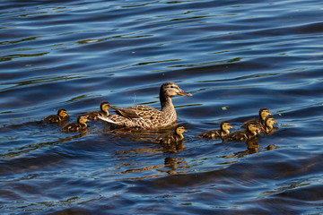 Mallard family female with ducklings. Cute common duck. Waterbird in wildlife.