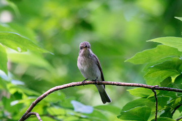 Spotted flycatcher sitting and singing on branch of tree in forest. Cute little brown songbird. Bird in wildlife.
