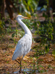 cattle egret looking for a prey