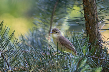 Marsh warbler sitting on pine tree. Cute little brown songbird. Bird in wildlife.