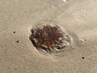 Vesterhavet_Lønstrup_strand_2018