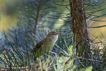 Marsh warbler sitting on pine tree. Cute little brown songbird. Bird in wildlife.