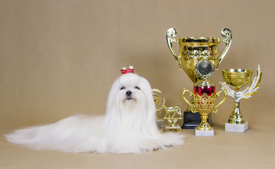 White maltese posing in studio background.	