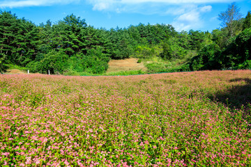 Buckwheat flowers of korea