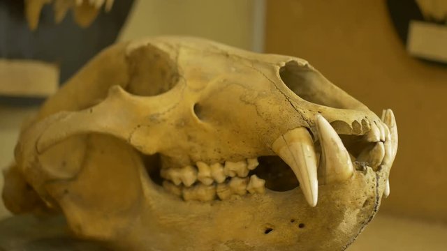 View of skull of a wolf in a zoological laboratory.