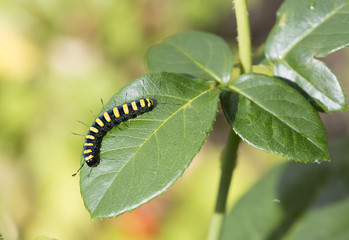 Caterpillar of a night butterfly. Beautiful caterpillar night butterfly scoops. On the body strips black and yellow. and long black bristles.