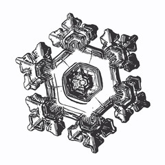 Obraz premium Snowflake on white background. This vector illustration based on macro photo of real snow crystal: large star plate with fine hexagonal symmetry, six short, broad arms and complex inner details.