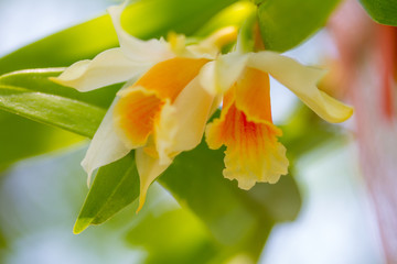 Naklejka premium sweet yellow-white orchid