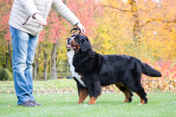 Bernese mountain dog posing in park background. Beautiful autumn.	