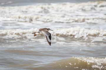 Willet taking flight on a seashore