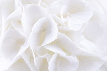 Hydrangea flora background. Beautiful white hydrangea or hortensia flowers