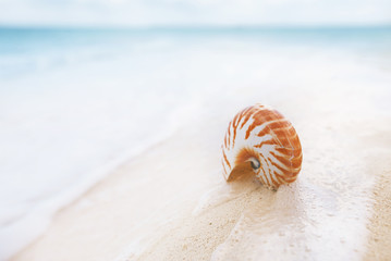 nautilus sea shell in sea wave