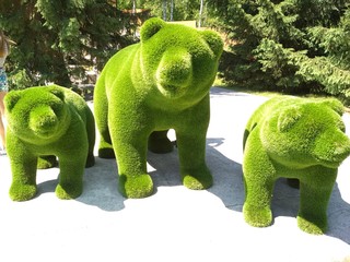 Bears shurb