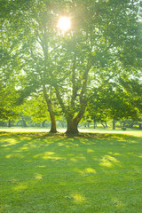 morning park tree