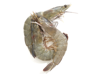 raw shrimps on white background