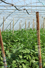 Fototapeta premium Gemüse in einem Gewächshaus