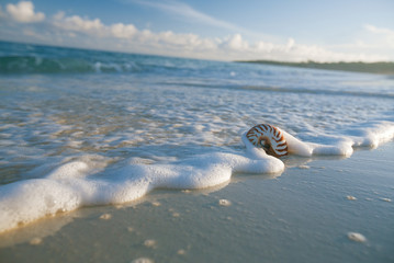 nautilus sea shell in sea wave
