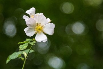 White Flower Bokeh