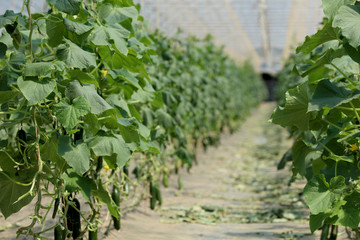 Gemüse in einem Gewächshaus