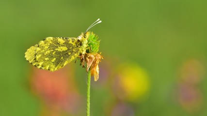Anthocharis damone  378