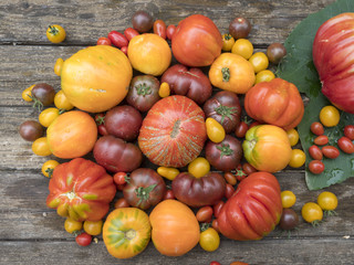 old tomatoes organic fook