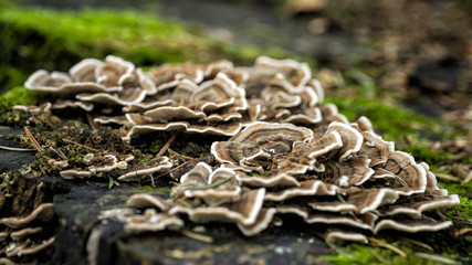 close up of mushrooms in the forest