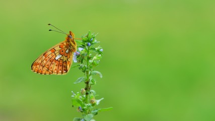 Boloria euphrosyne  372